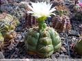 spider cactus